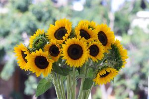 Sunflower Bunch