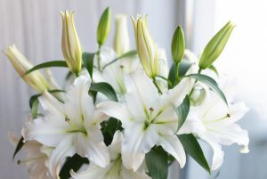 White Lilies